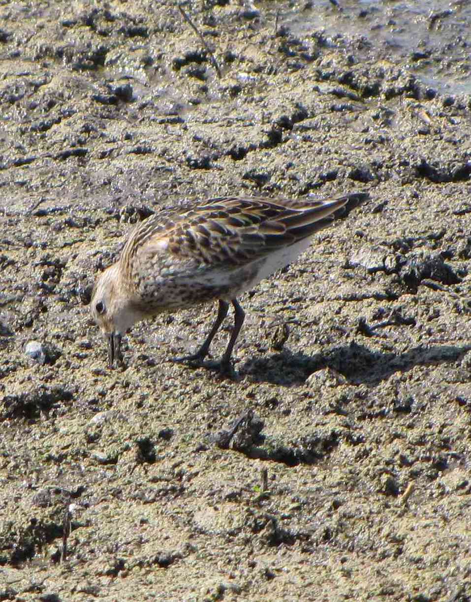 uccello palustre